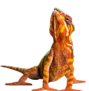 Reptiles & Amphibians