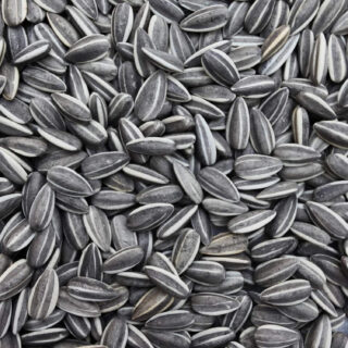 Sage Square Sunflower Seeds Birds Food for Grey Parrot | Premium All Life Stages Bird Food for Indian Parrots, Macaw, Cockatoo, Exotic Birds Ingredients, Nutrient-Rich | 350g