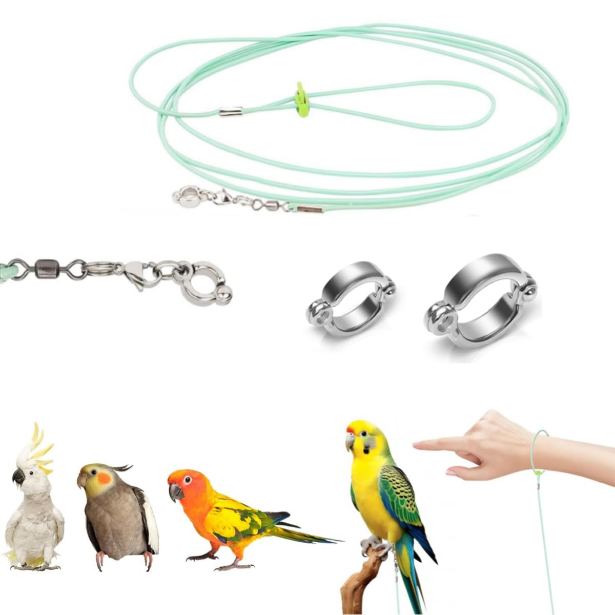 200 cm Bird Harness, with 2 Different Size Foot Ring, Retractable Anti-Bite Parrot Harness, Bird Flight Training Rope for Budgies,Cockatiels,Psittacula Longicauda,Mini Macaws