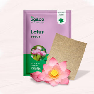 Ugaoo Lotus Seeds for Planting with Sandpaper - Pack of 30 Seeds | High-Germination Lotus Seeds for Planting in Water, Home Garden & Ponds