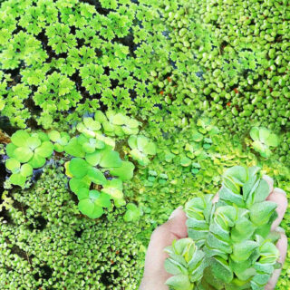Greenify Mixed Water Plants Live Aquatic Plants | Water Lettuce, Duckweed, Watermoss| Floating Plant