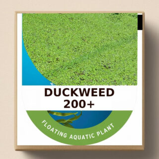 Greenify Duckweed Aquarium Plants | 200+ Live Floating Water Plants for Aquarium Tank | Duckweed Aquatic Plant Seeds for Fish Tank, Pond - Natural Water Filtration LEMNA Minor