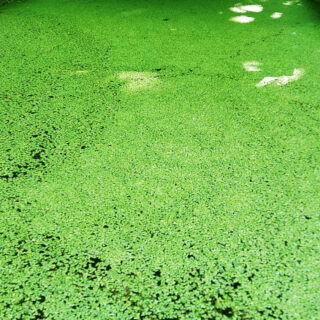 Live Duckweed Plants for Aquarium, Ponds, Aquaponics (Aquatic/Water Plant) - Natural Bio Filter - Floating Normal Lemna Minor Healthy Plant (Normal/Common Duckweed)