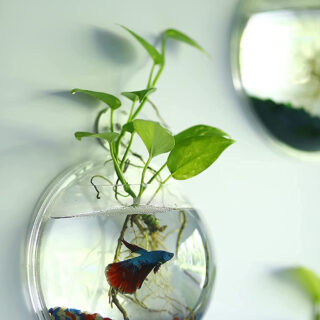 TWINS TWINS Wall Hanging Fish Bowl Acrylic White Colour with Free Money Plant and Color Stones (9Inch)(White)(Standard Size)