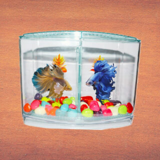 Mahiyash Betta Fish Tank Aquarium (Fighter Fish Tank) with Two Partition (Beta Double House Tank) | Small Fish Tank with Two Compartments (Colour May Vary) (with Out Fish) with Free Colour Stones