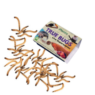 PISCES True Bugs Live SUPERWORMS Natural Food Supplement with High Protein for All Life Stages, Including Aquarium Fish | Arowana,Oscar Fish Food,Turtle,Reptile Food, Monkeys and Other Pets (300 Pcs)