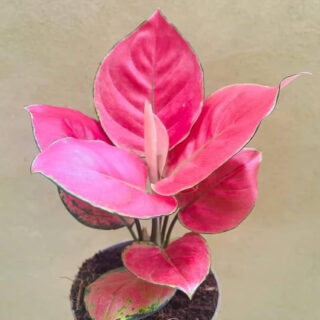 Aglaonema Red Valentine Nathure Live Indoor Plant Aglaonema Lipstick with Pot for Planting Pack of 1