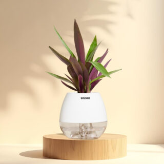 HobbyEnclave Brand – Solimo Oyster with| Self-Watering Pot | Air-Purifying Indoor Plant | Easy to Maintain | White | Pot Size: 11X12.5cm