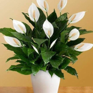 Original Live Peace Lily or Spathiphyllum Plant Air purifier Good luck plant (Pack of 1 With 3 inch plastic Pot) PEACE LILY PLANT)