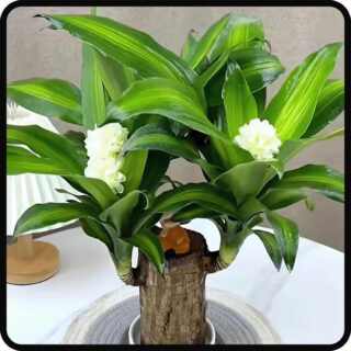 AnjaliPlants Foundation Brazilian LUCKY WOOD Live | Good Luck Plant's | Lucky Brazil Wood Plant | Healthy Indoor Feng Shui Plant's For Home Decor pack of 1.