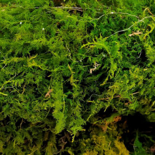 VK HORE Live Green Moss Grass, for Fairy Tale Garden, Mini Garden, Terrarium (500 g)