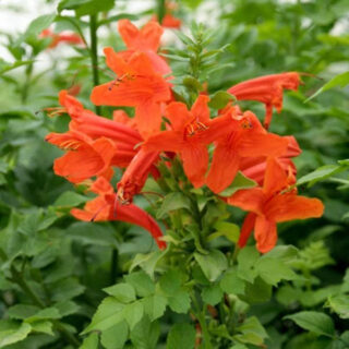 Kalfo Tecoma Flower Live Plant for Outdoor Garden Flower Plant Tikoma Plant Tecoma Flower Plant with Pot