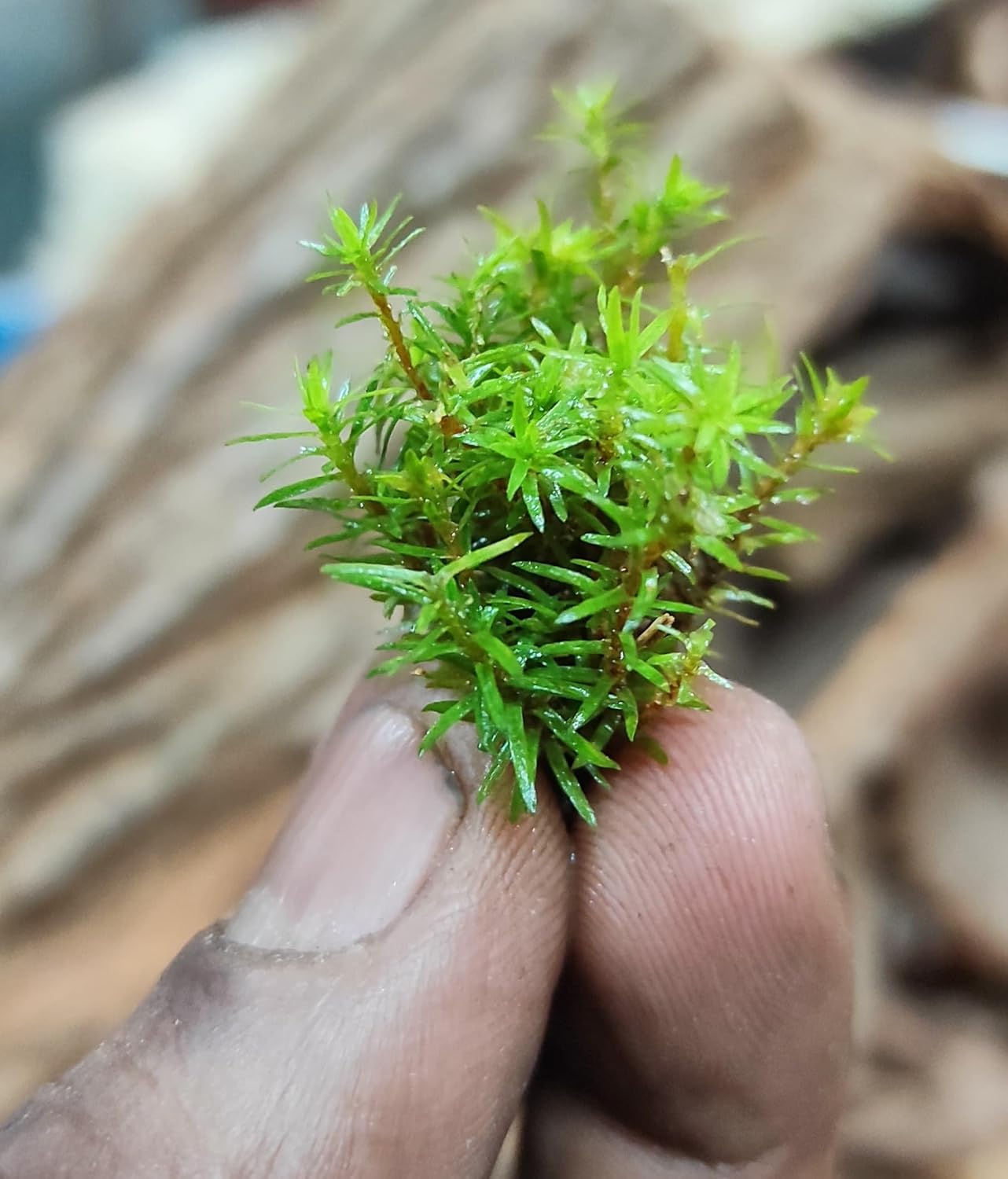 Plantable Live Moss Strands for Terrarium, Pack of 5 small strands,HAIRCAP MOSS