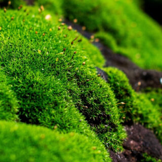 Nature Design India Hill Moss, Live Terrarium Moss, Green, 5 Pieces Pack, Slow Growing, Medium Light, Indoor Use