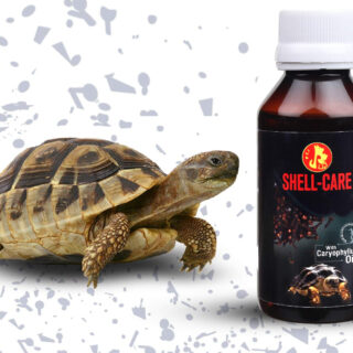 Pet Care International (PCI) Shell Care Provide Best Care for Turtle & Tortoise Shell (30ml)