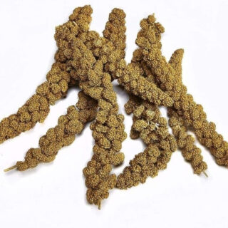 SATARA ETC Bird and Pet Food, Spray Foxtail Millet, Rabbit, Rat, Parrot, Small, Medium, Large Pets, No Preservatives, Indian Farmer Cultivation for Indian Climate No Chemical use (Pack of 50 gm)