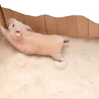 Sage Square Playfull Sand Bath for Hamster, Gerbill, Discovering The Joy of Your Hamster, Bringing The Outdoors Indoors for Your Hamster or Gerbil, Playful Sand Bath (200 Grm)