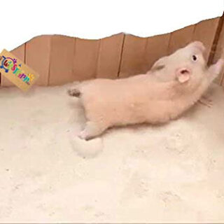 Western Era Sand Bath for Hamster, Gerbill (200grm) (Strawberry)