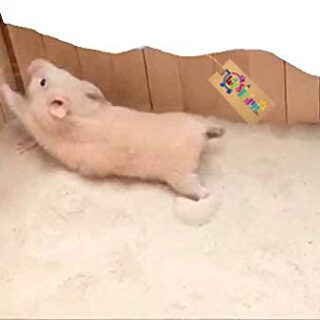 Western Era Playfull Sand Bath for Hamster, Gerbill (500grm) (Apple)