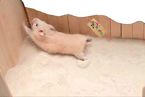 Western Era Playfull Sand Bath for Hamster, Gerbill (500grm) (Apple)